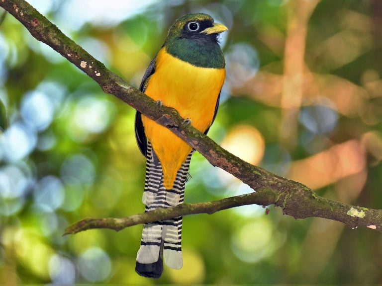 Black-throated Trogon Trogon rufus