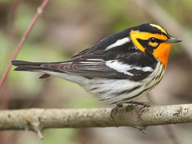 Blackburnian Warbler Setophaga fusca