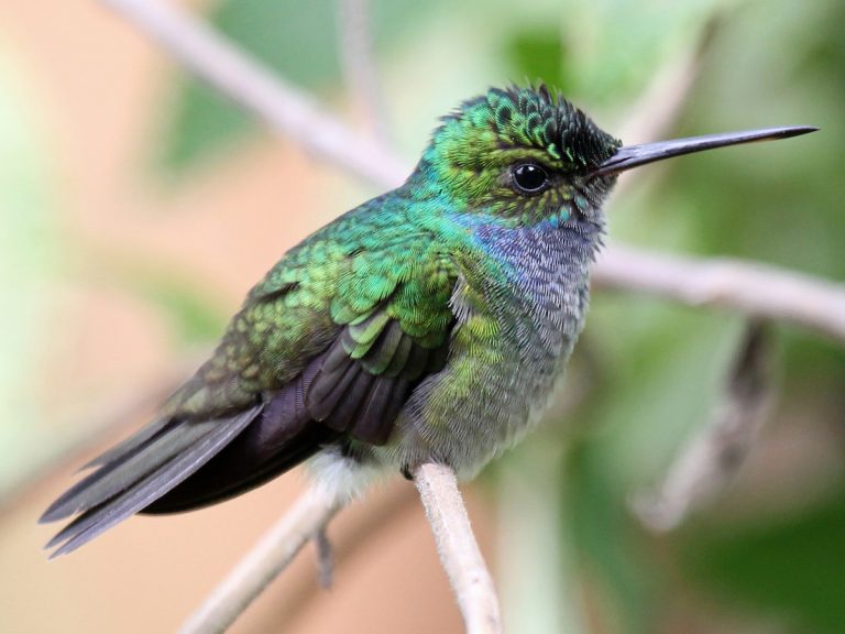 Charming Hummingbird Polyerata decora