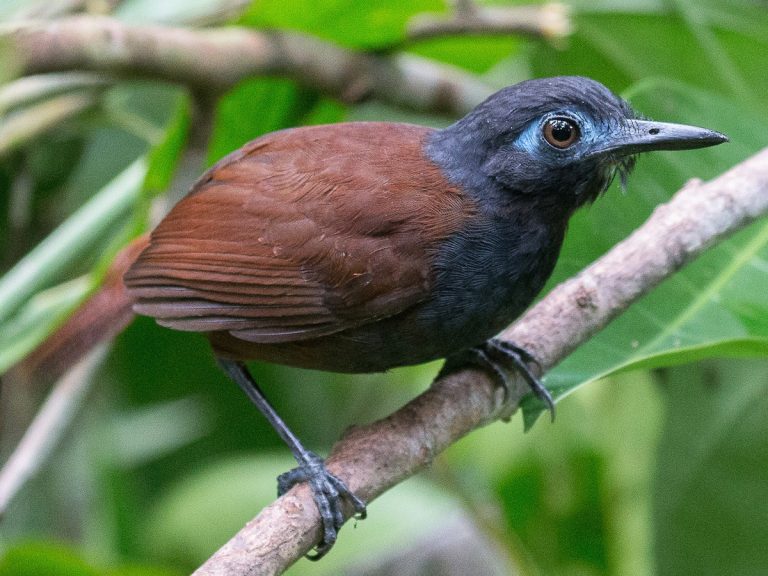 Chestnut-backed Antbird Poliocrania exsul