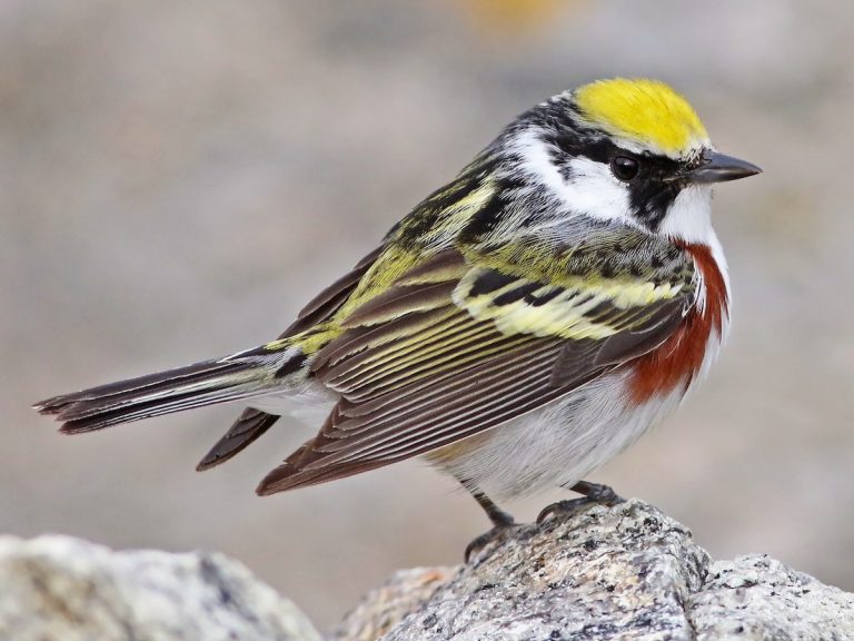 Chestnut-sided Warbler Setophaga pensylvanica