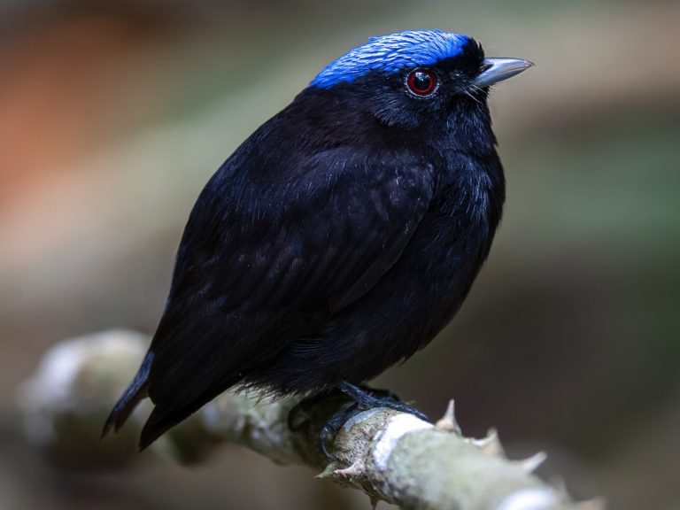 Velvety Manakin Lepidothrix velutina