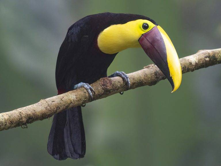 Yellow-throated Toucan Ramphastos ambiguus
